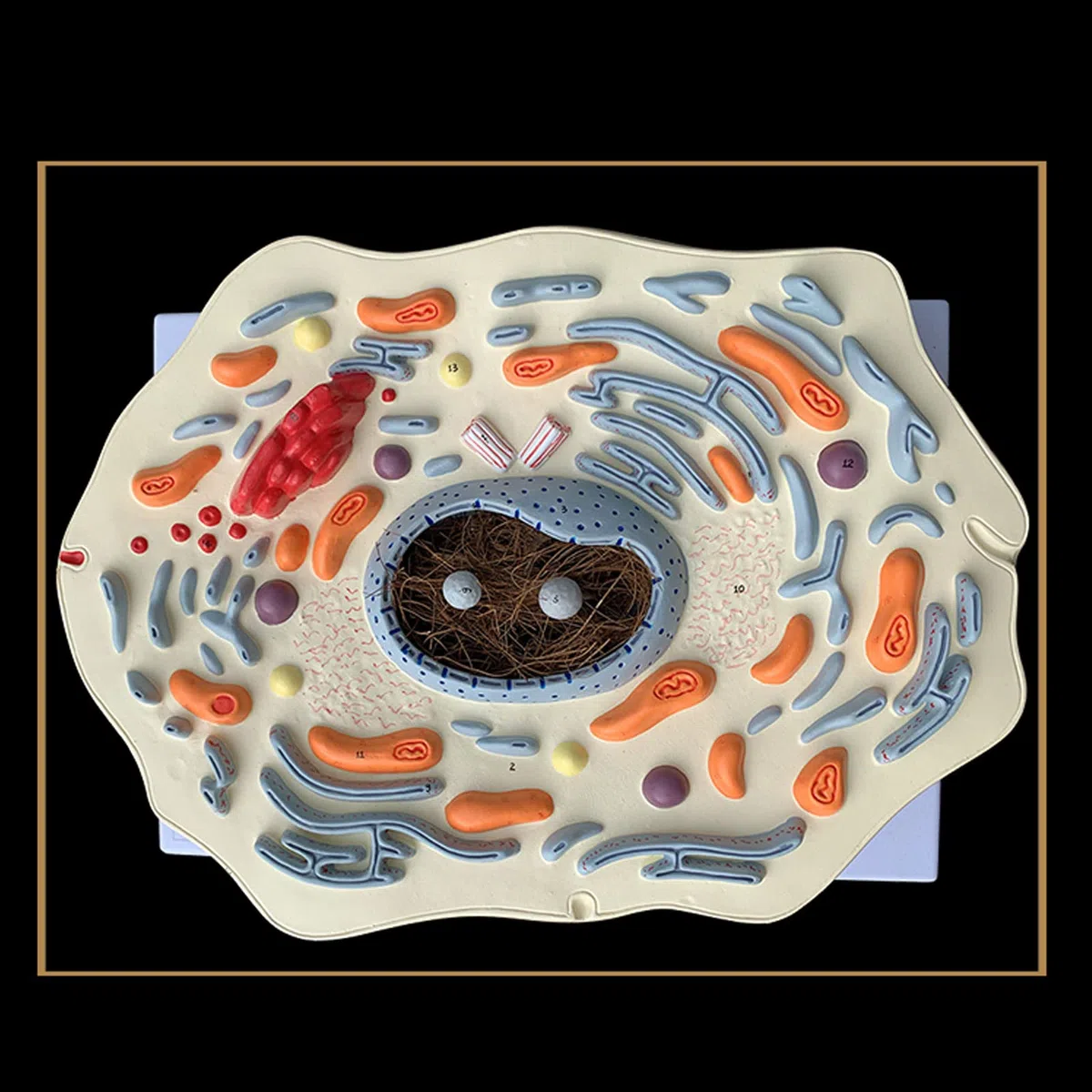 Anatomía Humana Científica - Modello di Cassaforte Sottile Animale Struttura delle Cellule Animali Ingranditi Golgi Organismo Mitocondriale Kit di Scienza Forniture di Laboratorio