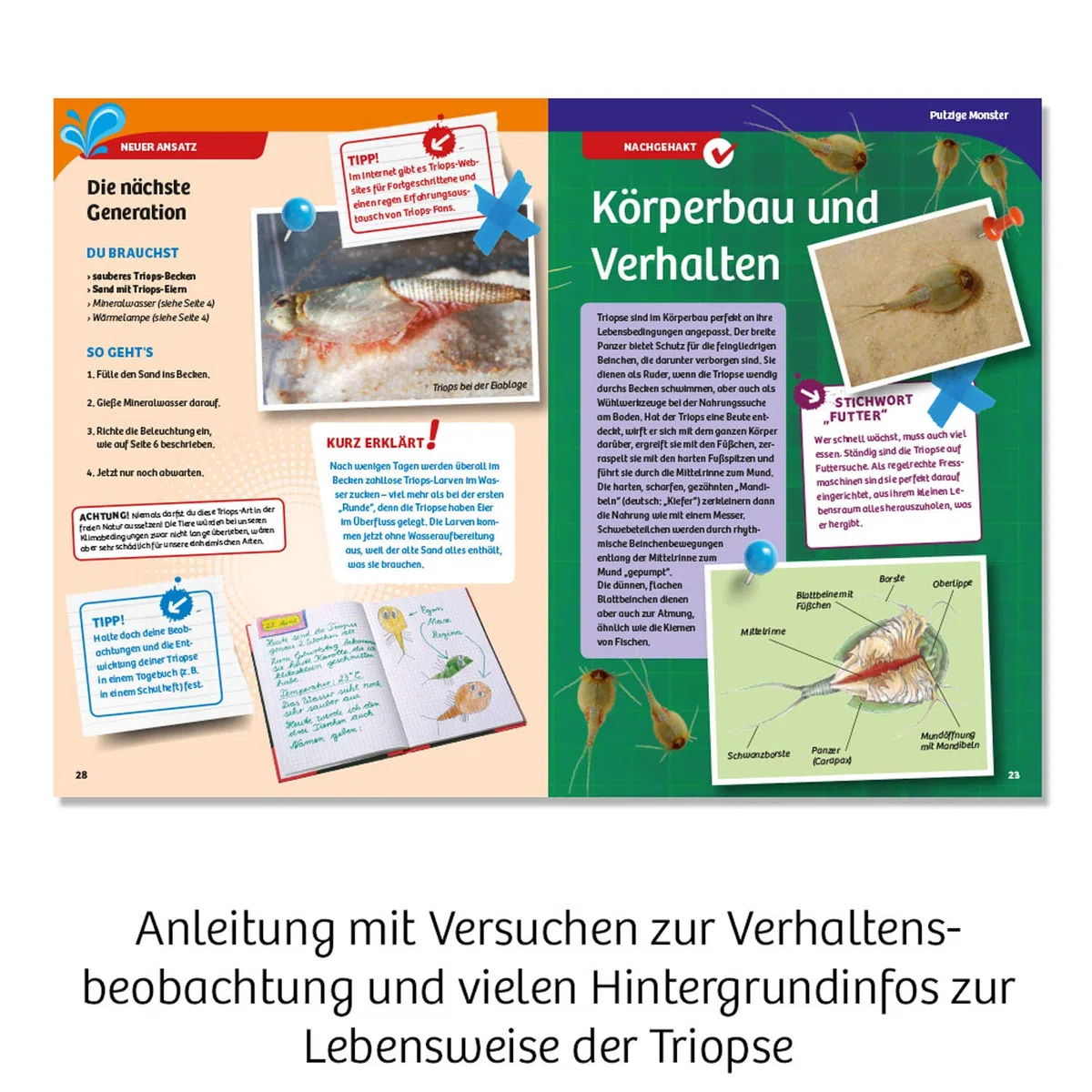 Triops-Welt: Experimentierkasten