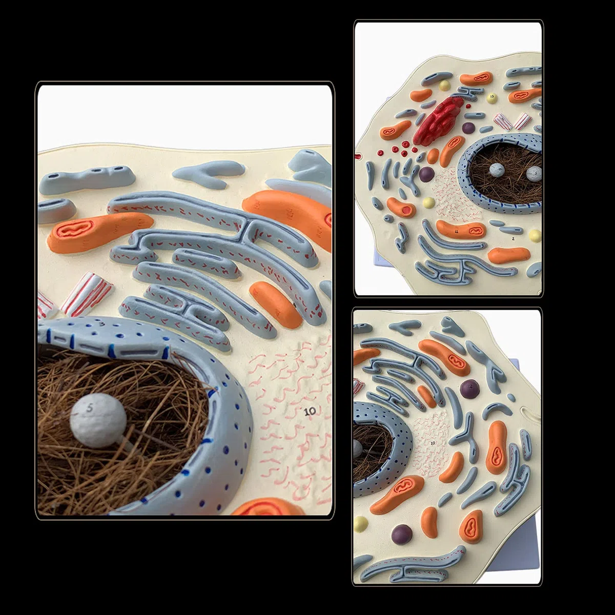 Anatomía Humana Científica - Modello di Cassaforte Sottile Animale Struttura delle Cellule Animali Ingranditi Golgi Organismo Mitocondriale Kit di Scienza Forniture di Laboratorio