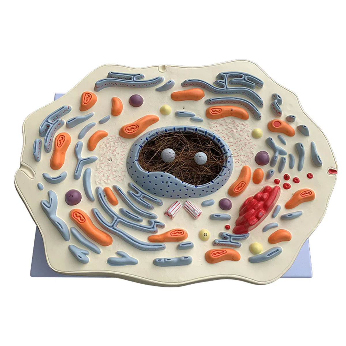 Anatomía Humana Científica - Modello di Cassaforte Sottile Animale Struttura delle Cellule Animali Ingranditi Golgi Organismo Mitocondriale Kit di Scienza Forniture di Laboratorio