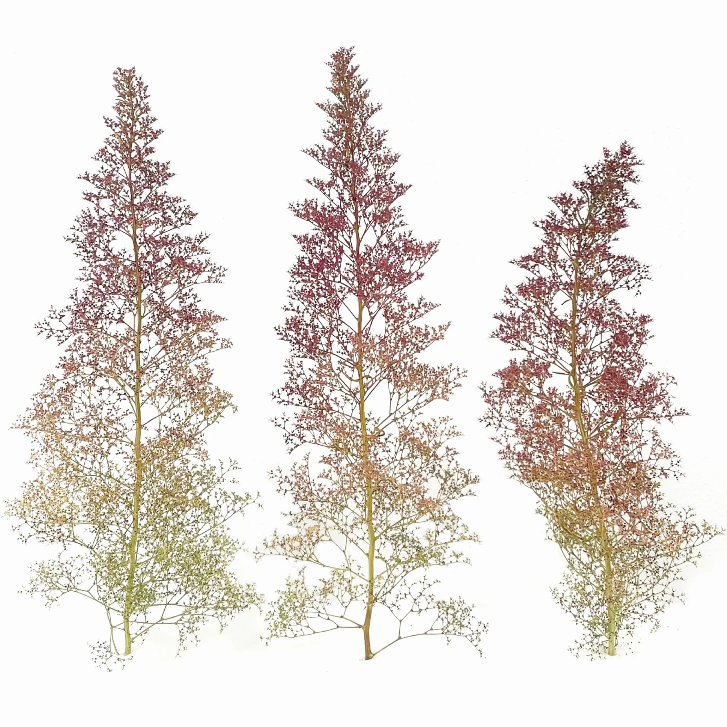 Seemoos/schiuma di mare, dimensioni cartone 31 x 22 x 16 cm, buon volume/raccolto 2026, ideale per foreste modellistiche, modellismo architettonico, alberi, cespugli, paesaggio e diorami, naturale