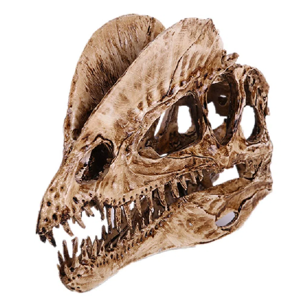 modello in resina di teschio di dinosauro a doppia corona, teschio fossile con denti di dinosauro, accessori per fotografia, strumento didattico, ornamento per la casa