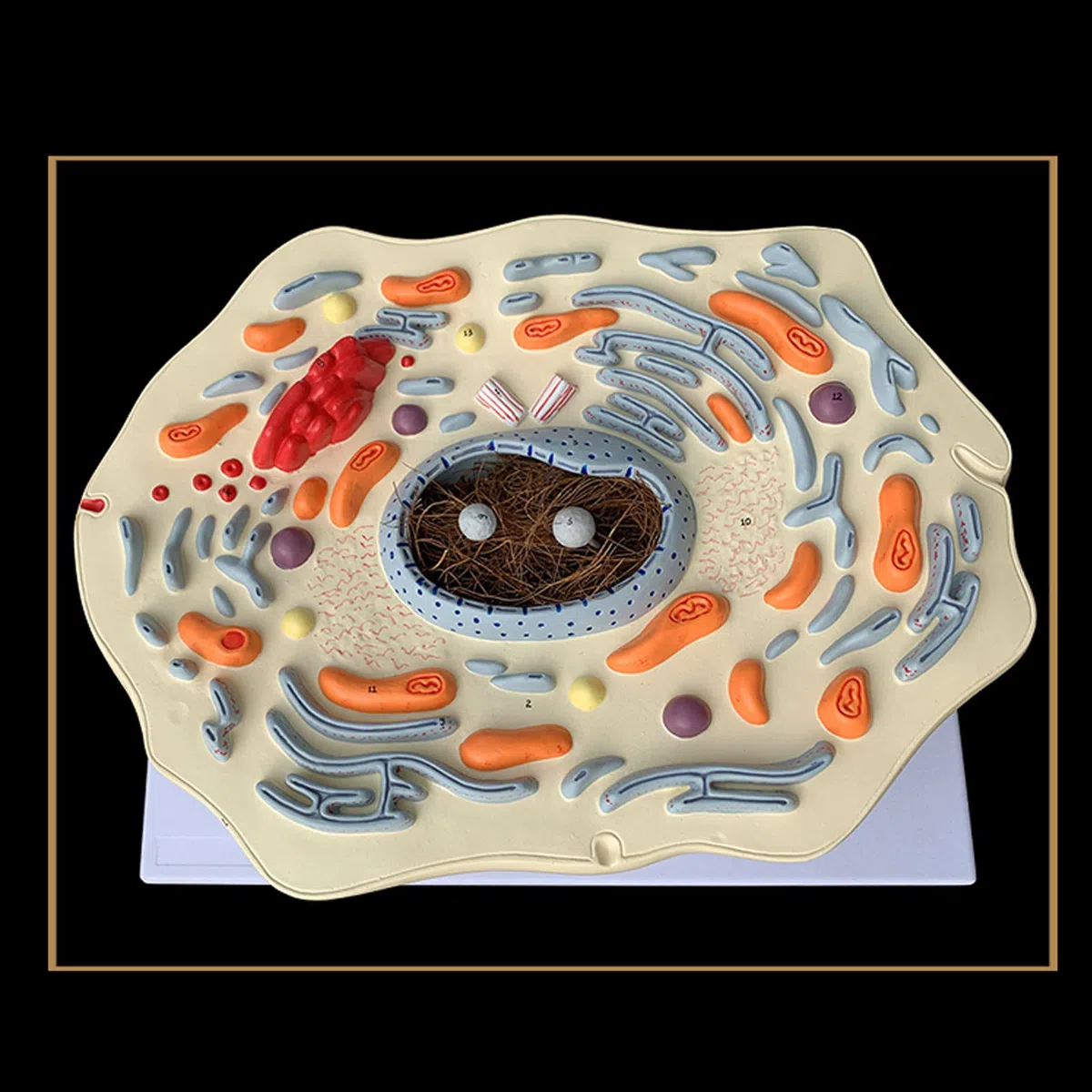 Anatomía Humana Científica - Modello di Cassaforte Sottile Animale Struttura delle Cellule Animali Ingranditi Golgi Organismo Mitocondriale Kit di Scienza Forniture di Laboratorio
