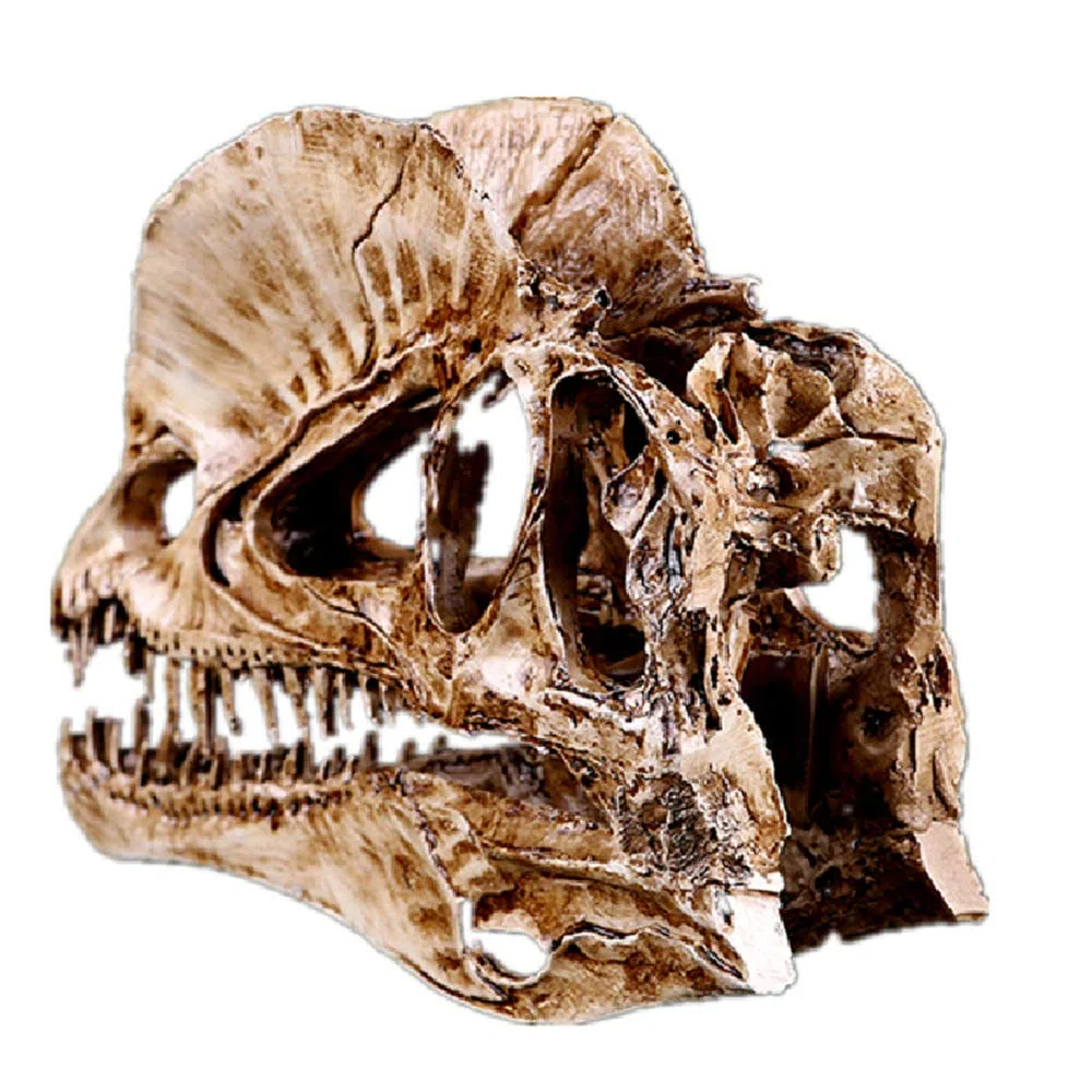modello in resina di teschio di dinosauro a doppia corona, teschio fossile con denti di dinosauro, accessori per fotografia, strumento didattico, ornamento per la casa