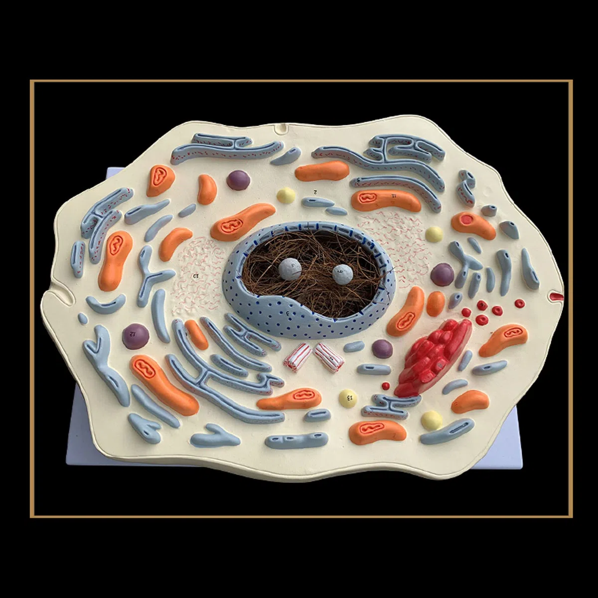 Anatomía Humana Científica - Modello di Cassaforte Sottile Animale Struttura delle Cellule Animali Ingranditi Golgi Organismo Mitocondriale Kit di Scienza Forniture di Laboratorio